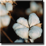 Cotton ready for picking